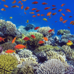 Corales de colores Mar Rojo - Jordi Atienza Viajes GoPro