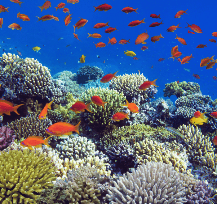 Corales de colores Mar Rojo - Jordi Atienza Viajes GoPro