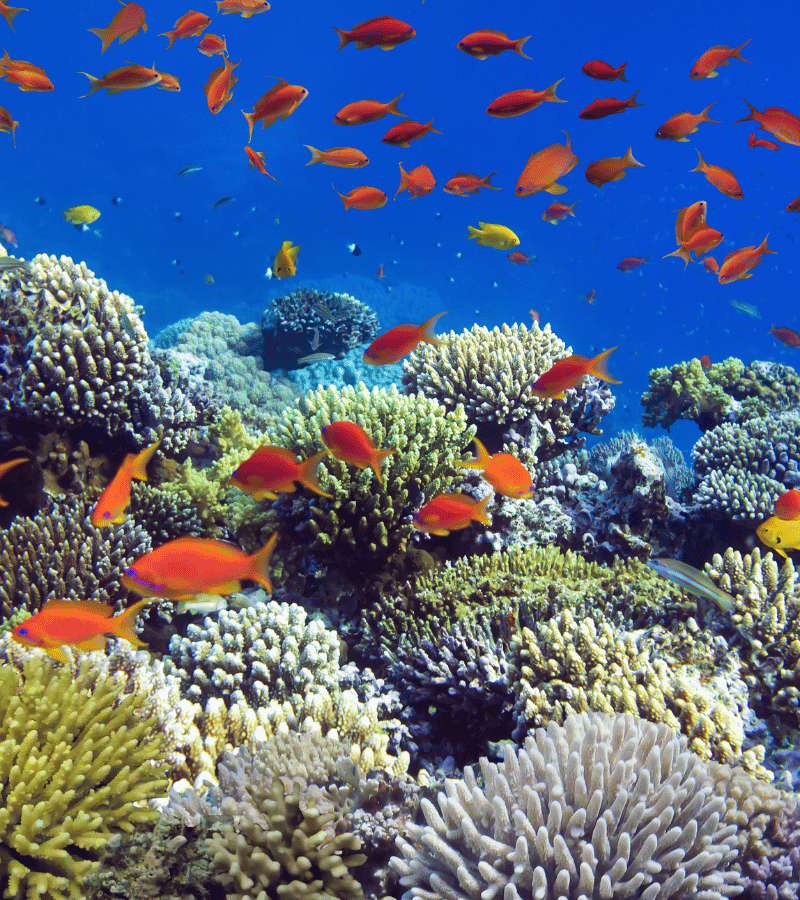 Corales de colores Mar Rojo - Jordi Atienza Viajes GoPro