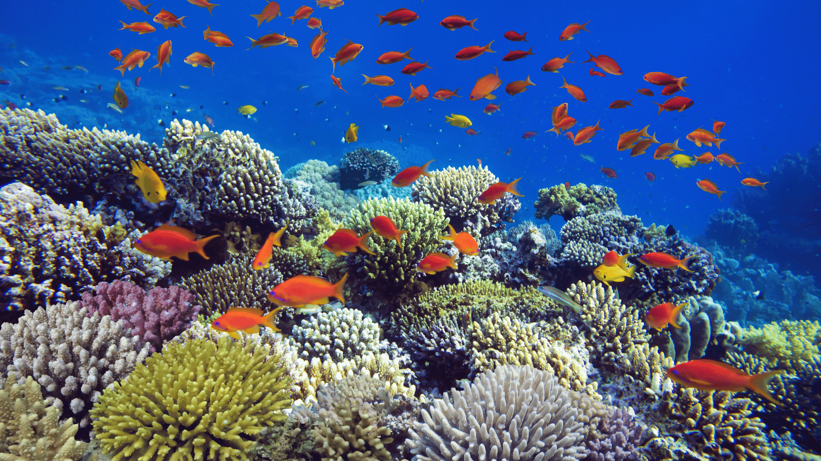 Corales de colores Mar Rojo - Jordi Atienza Viajes GoPro