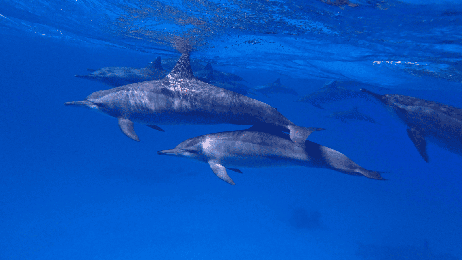 Delfines en el Mar Rojo - Jordi Atienza Viajes GoPro