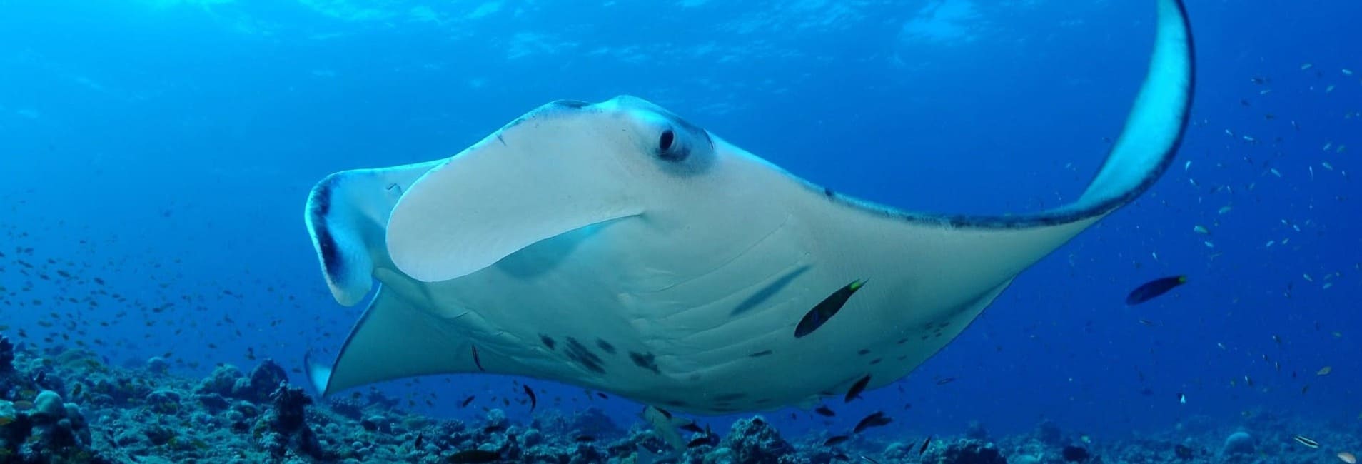 Manta Maldivas - Jordi Atienza Viajes GoPro