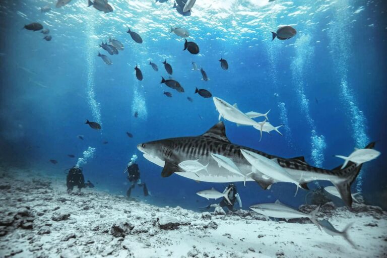 Scuba Expeditions - Diving with Tiger Sharks - Jordi Atienza