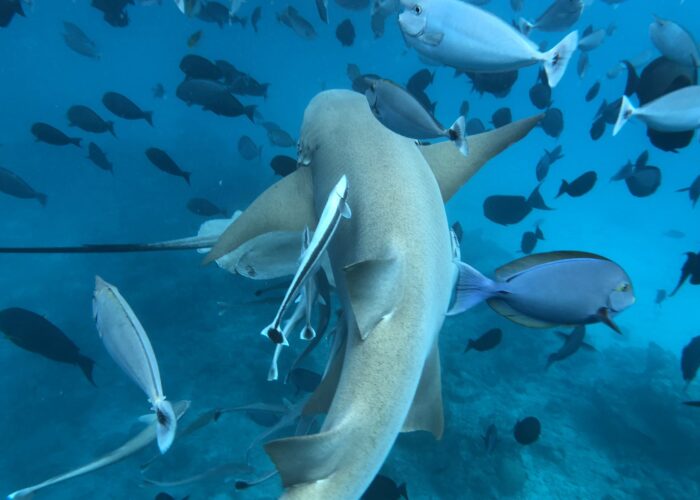 Tiburones Nodriza en Guraidhoo con Jordi Atienza - Viajes GoPro
