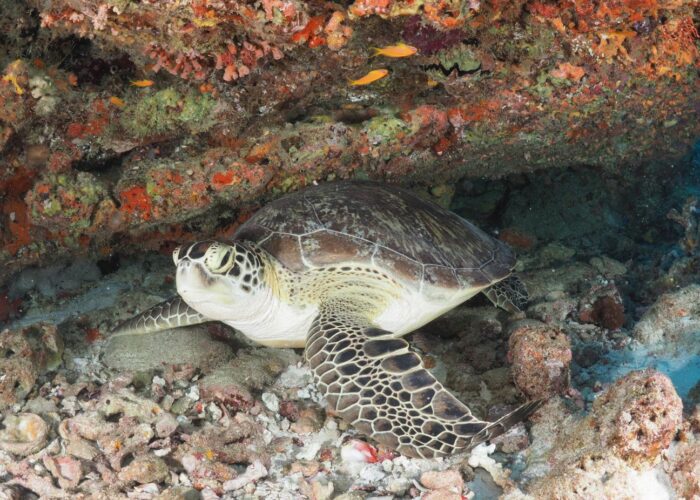 Tortuga en Guraidhoo con Jordi Atienza - Viajes GoPro