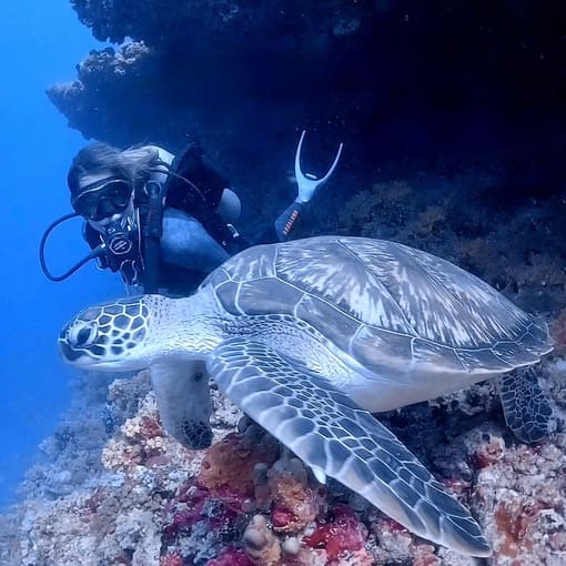 Tortuga Gador Muntaner con Jordi Atienza - Viajes GoPro