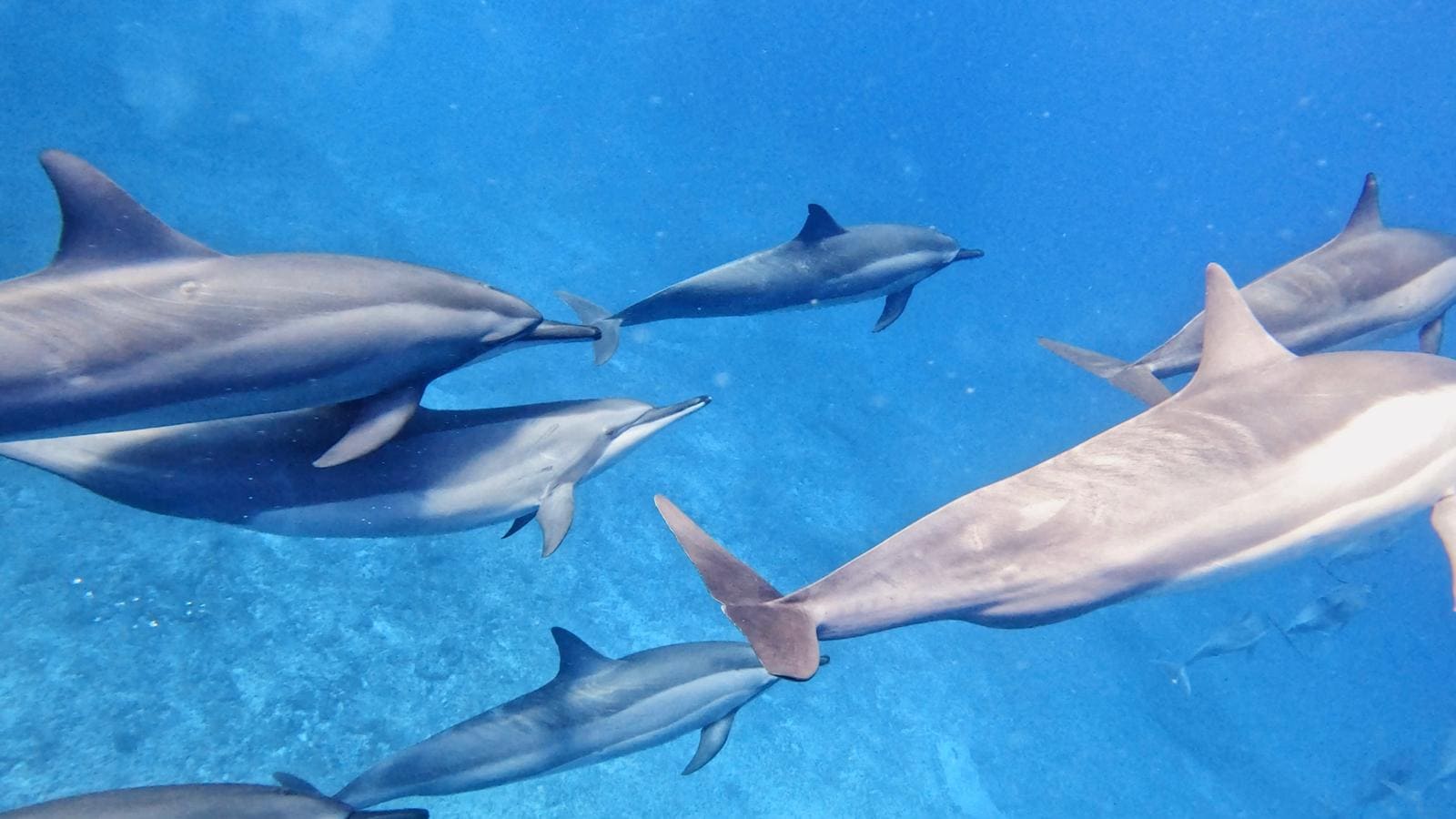 Delfines en Mauricio - Jordi Atienza Viajes GoPro