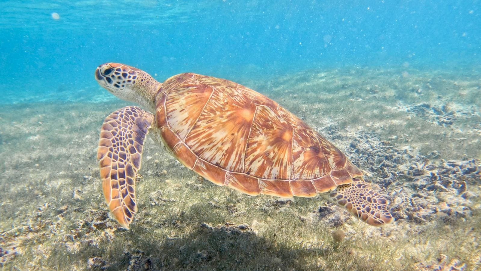 Tortuga verde en Mauricio - Jordi Atienza Viajes GoPro