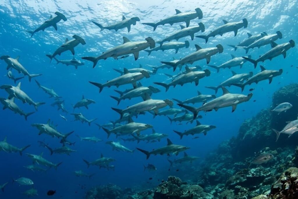 Tiburones martillo Cocos Island - Jordi Atienza