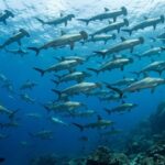 Tiburones martillo Cocos Island - Jordi Atienza
