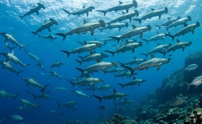 Tiburones martillo Cocos Island - Jordi Atienza