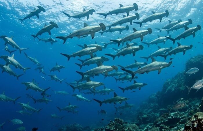 Tiburones martillo Cocos Island - Jordi Atienza